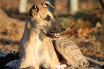 Les chiots de Whippet