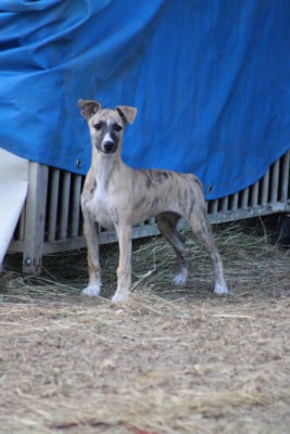 Les chiots de Whippet