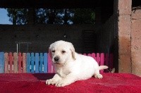 Des Jardins D'eywa - Labrador Retriever - Portée née le 07/09/2018