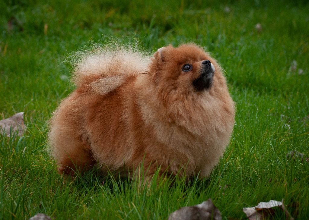 Publication : Du Domaine Du Prieure De Cayac Auteur : PHOTO / MLD