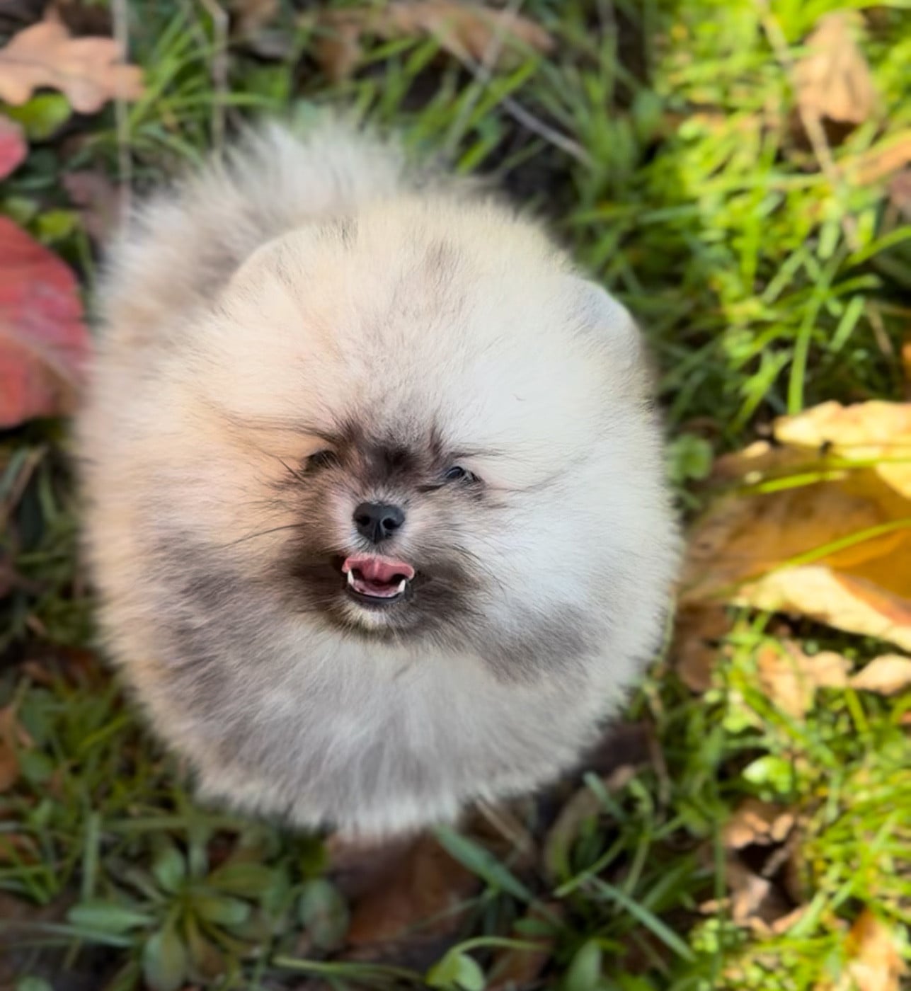 Spitz allemand - Du Domaine Du Prieure De Cayac