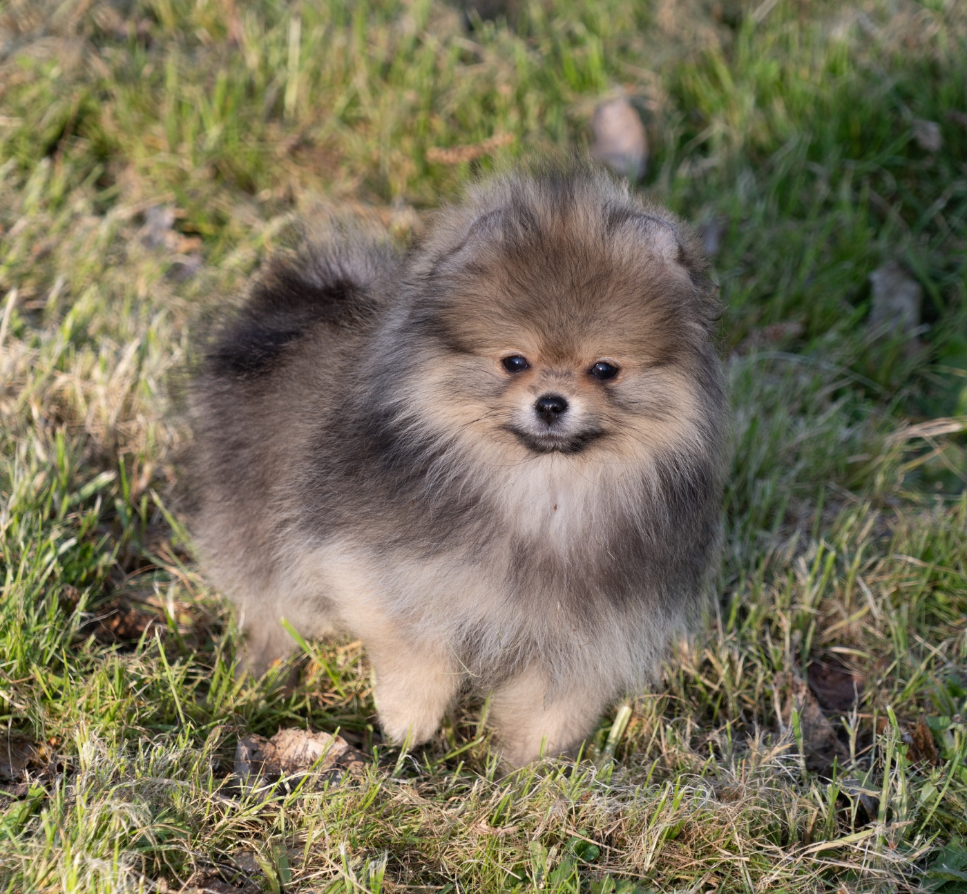 Chiot N°2 - Spitz allemand
