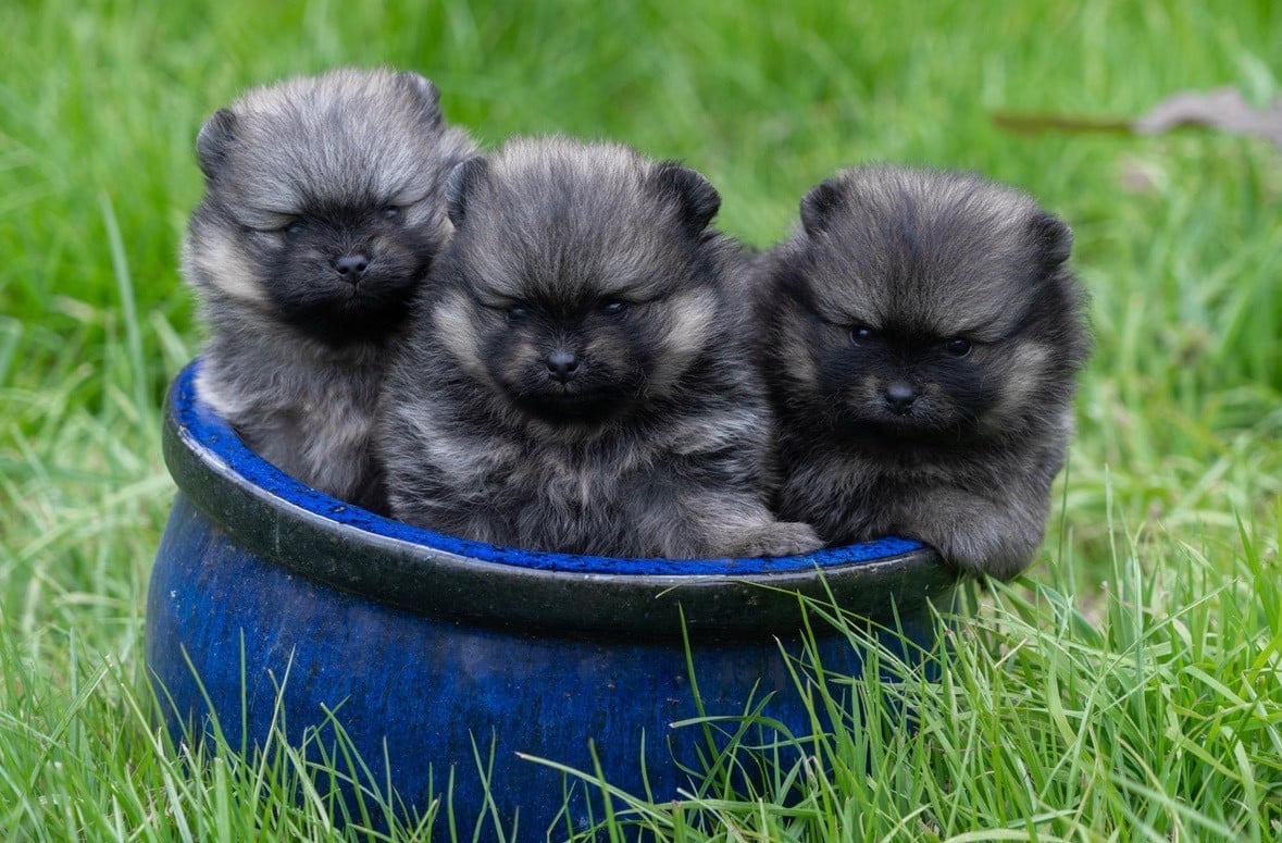 Spitz allemand - Du Domaine Du Prieure De Cayac