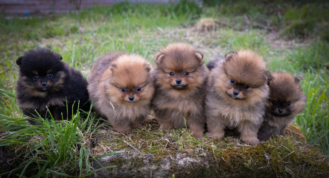 Spitz allemand - Du Domaine Du Prieure De Cayac