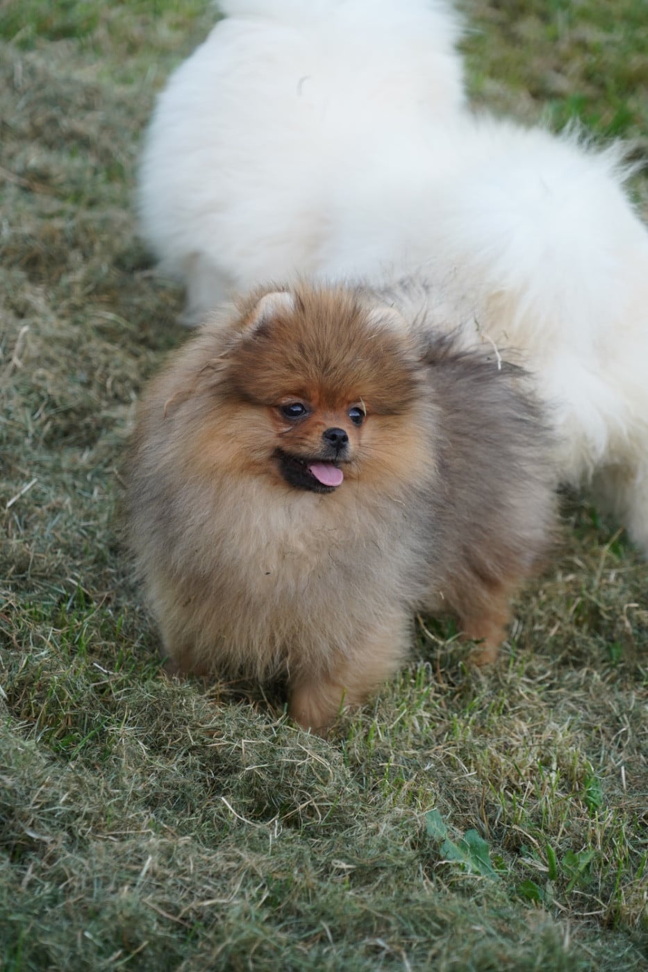 Chiot N°3 - Spitz allemand