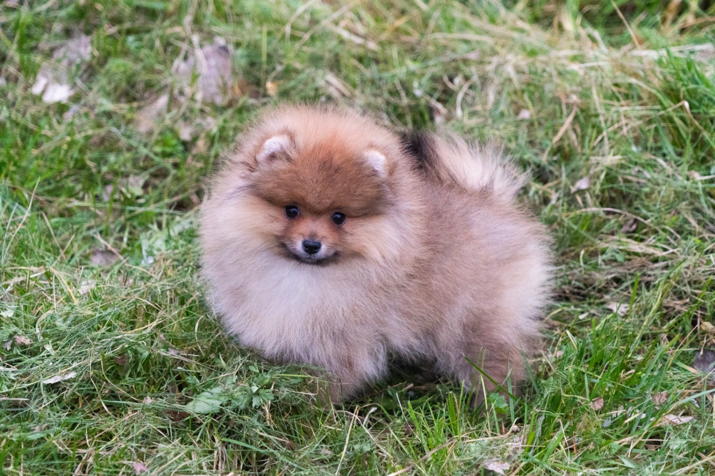 Chiot N°3 - Spitz allemand