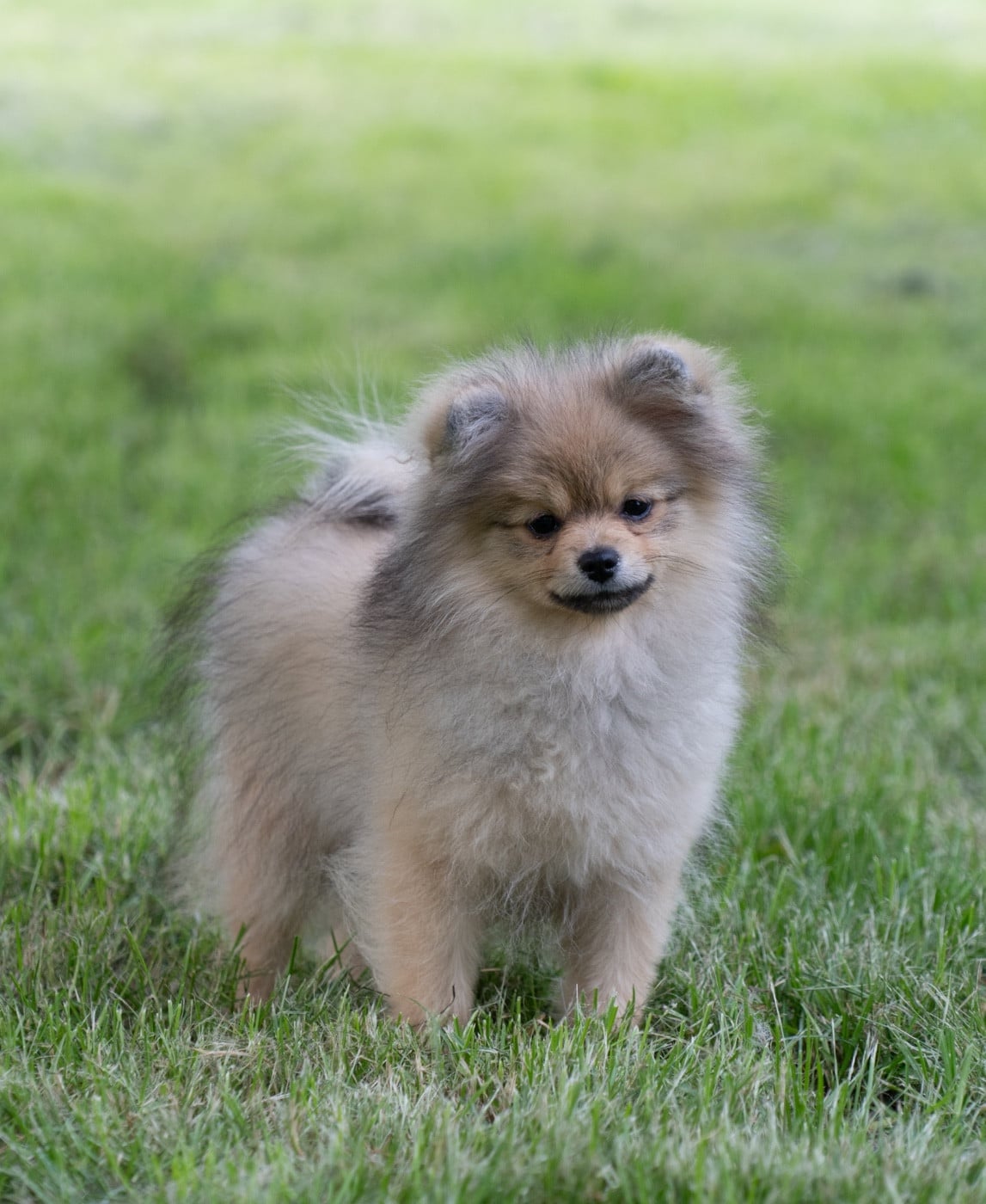Chiot N°2