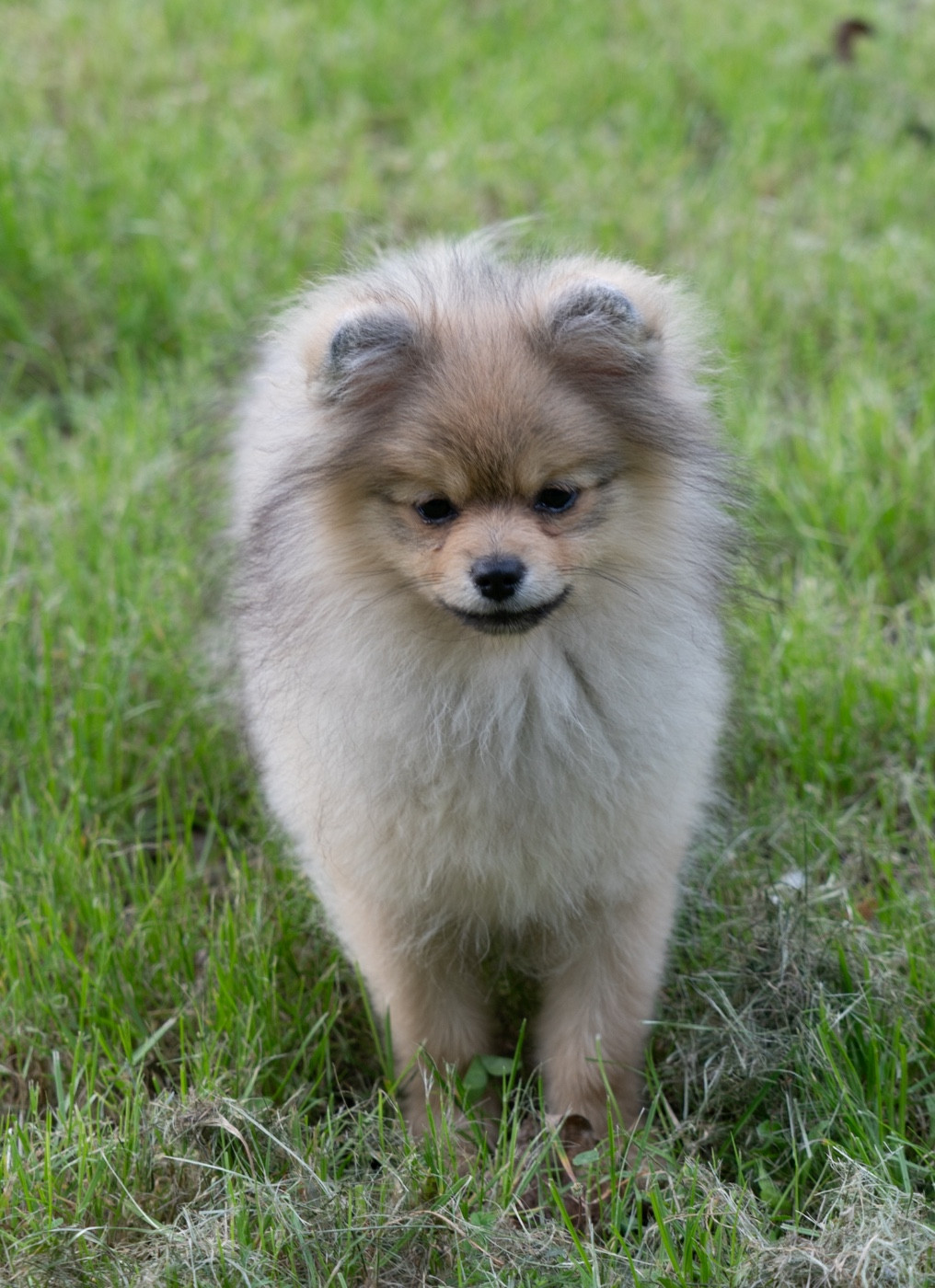 Chiot N°2