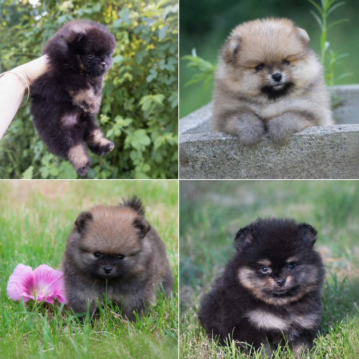 Chiot Spitz allemand