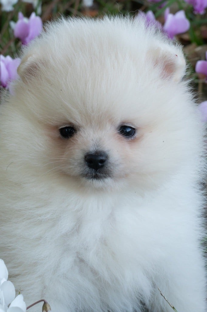 Spitz allemand - Du Domaine Du Prieure De Cayac