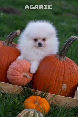 Les chiots de Spitz allemand