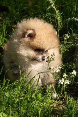 Les chiots de Spitz allemand