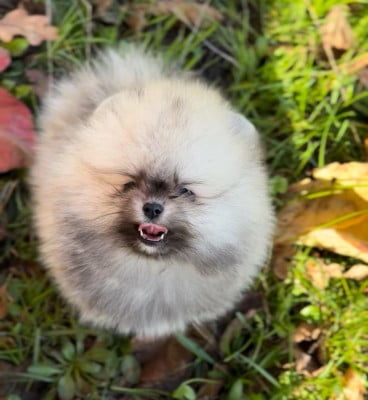 Les chiots de Spitz allemand