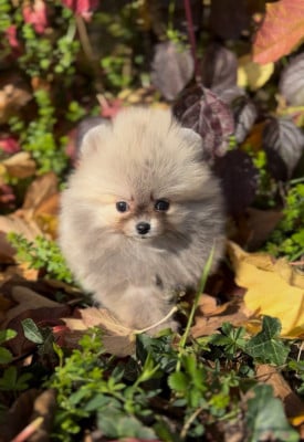 Les chiots de Spitz allemand