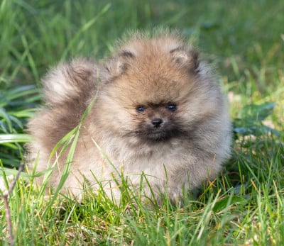 Les chiots de Spitz allemand