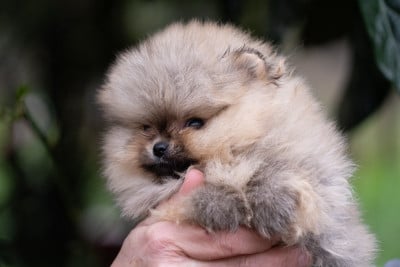 Les chiots de Spitz allemand