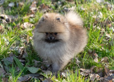 Les chiots de Spitz allemand