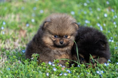 Les chiots de Spitz allemand