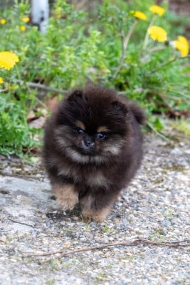 Les chiots de Spitz allemand