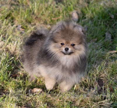 Les chiots de Spitz allemand