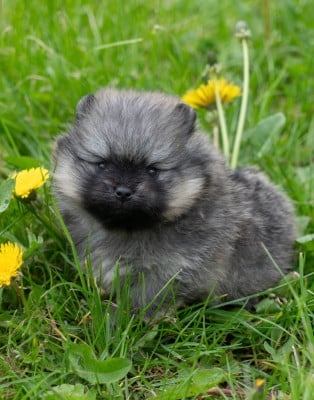 Les chiots de Spitz allemand