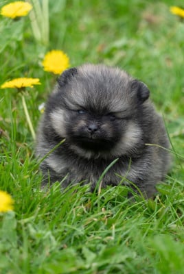 Les chiots de Spitz allemand