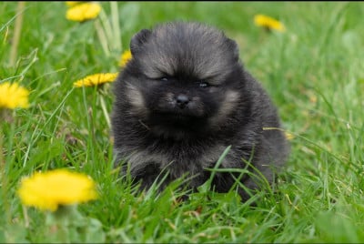 Les chiots de Spitz allemand