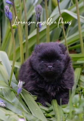 Les chiots de Spitz allemand