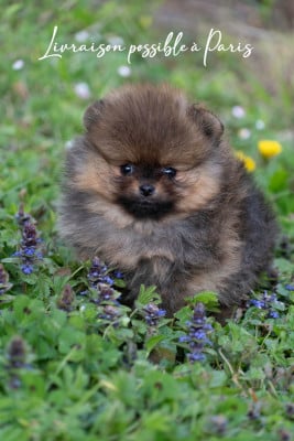 Les chiots de Spitz allemand