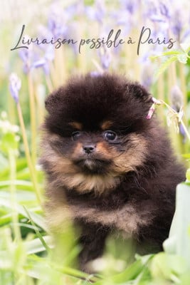 Les chiots de Spitz allemand