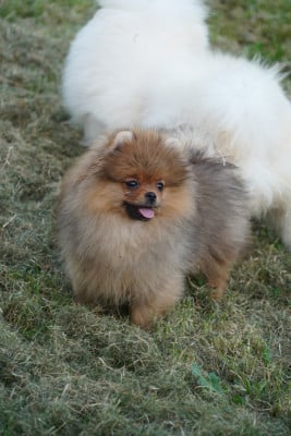 Les chiots de Spitz allemand