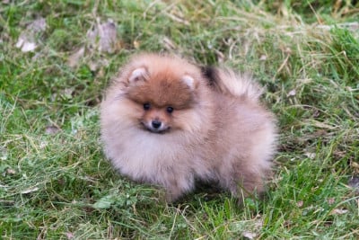 Les chiots de Spitz allemand