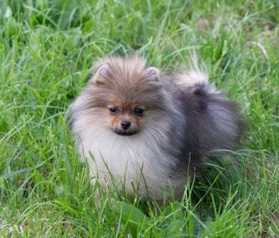 Les chiots de Spitz allemand