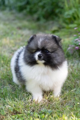 Les chiots de Spitz allemand