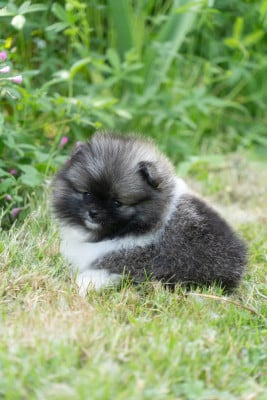 Les chiots de Spitz allemand