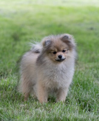 Les chiots de Spitz allemand