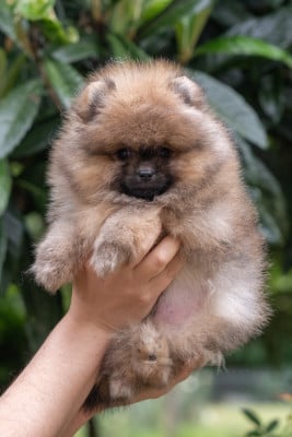 Les chiots de Spitz allemand