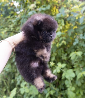 Les chiots de Spitz allemand