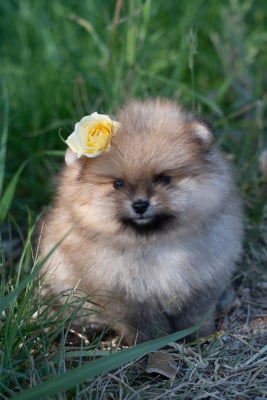 Les chiots de Spitz allemand