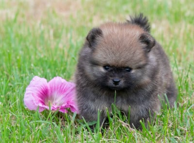 Les chiots de Spitz allemand