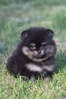 Les chiots de Spitz allemand