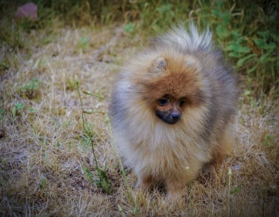 Les chiots de Spitz allemand
