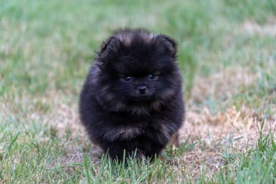 Les chiots de Spitz allemand
