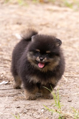 Les chiots de Spitz allemand