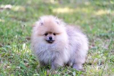 Les chiots de Spitz allemand