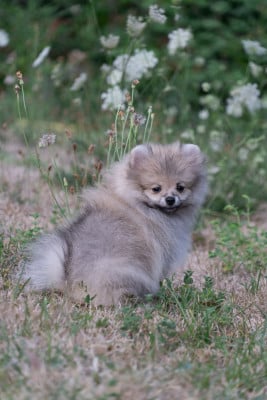 Les chiots de Spitz allemand