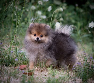 Les chiots de Spitz allemand