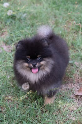 Les chiots de Spitz allemand
