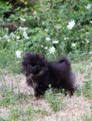 Les chiots de Spitz allemand