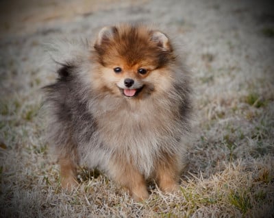 Les chiots de Spitz allemand